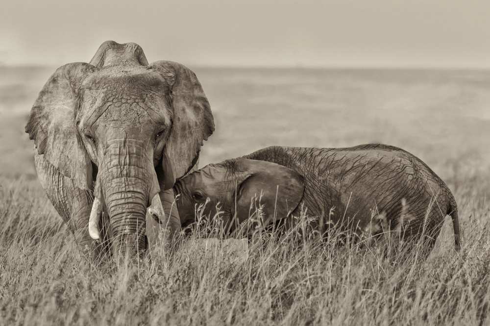 Snuggling von Henry Zhao