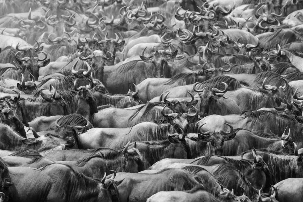 Wildbeests von Henry Zhao