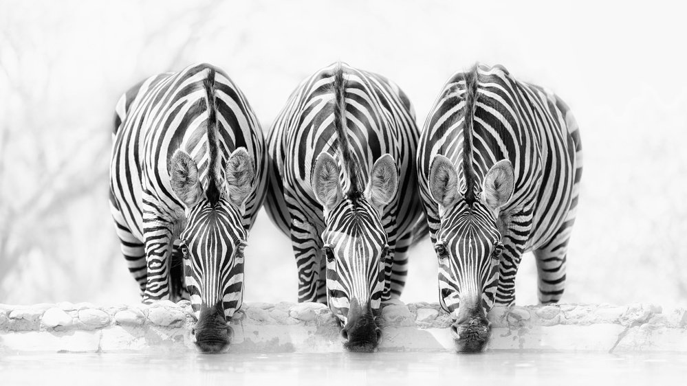 Zebras von Henry Zhao