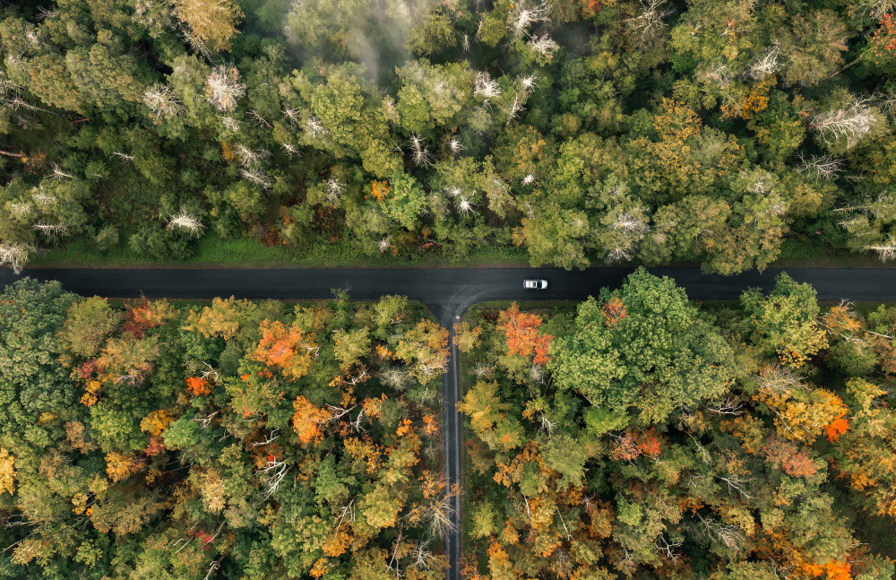 Woods von Herbert Rong