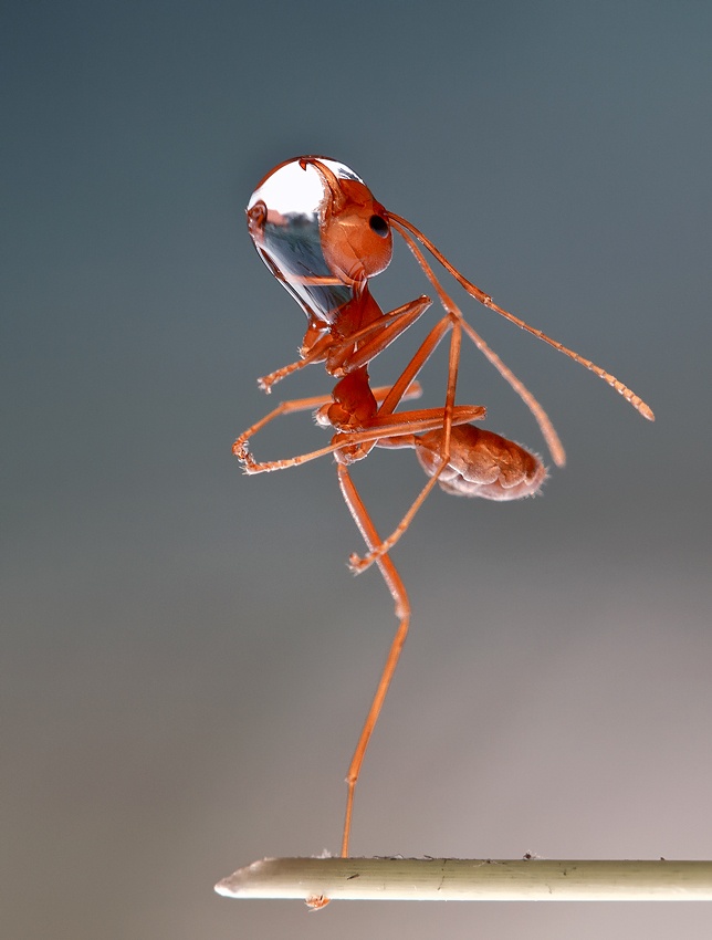 dance with dew von Heri Wijaya
