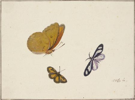 Ein gelber, ein schwarz-gelber und ein schwarz-weißer Schmetterling