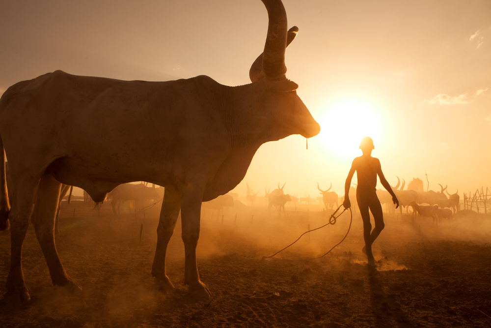 Saving The Cows von Hesham Alhumaid