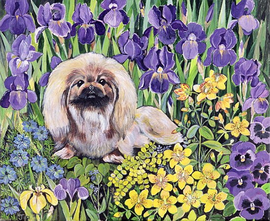 Peke in the Flower Bed (acrylic on canvas)  von Hilary  Jones
