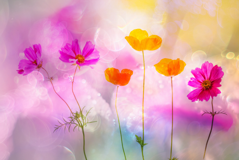 flowers festival von Hilda van der Lee