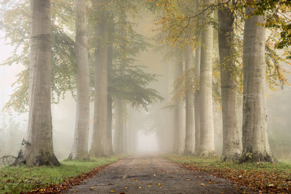 Beech trees in autumn fog von Hilda van der Lee