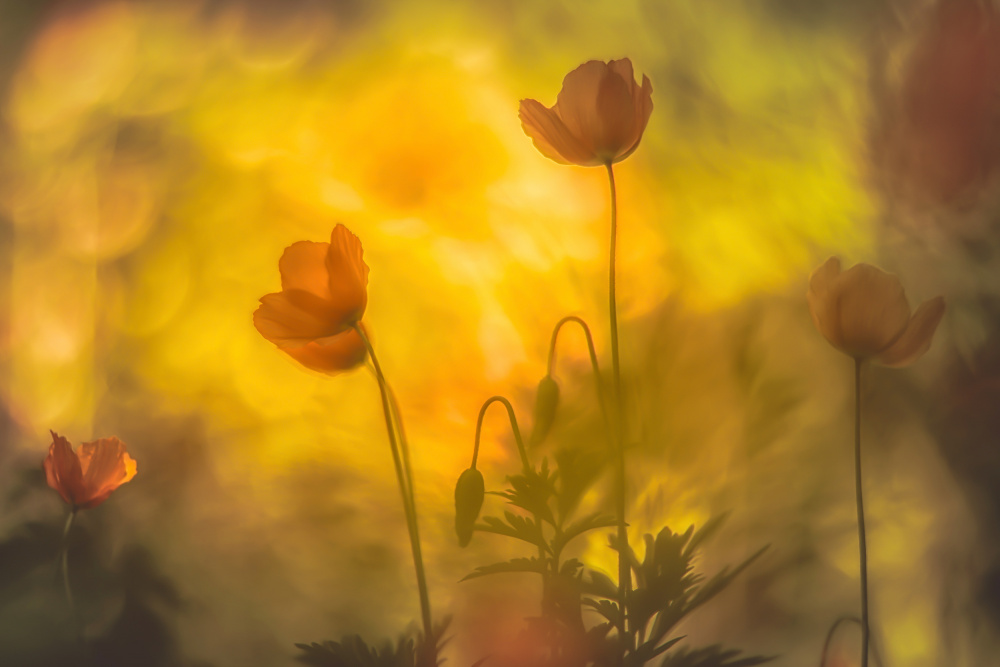 the oranges ones von Hilda van der Lee