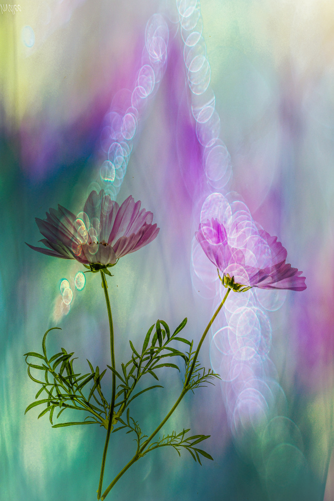 a party for two von Hilda van der Lee