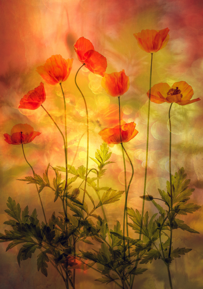 Fire von Hilda van der Lee