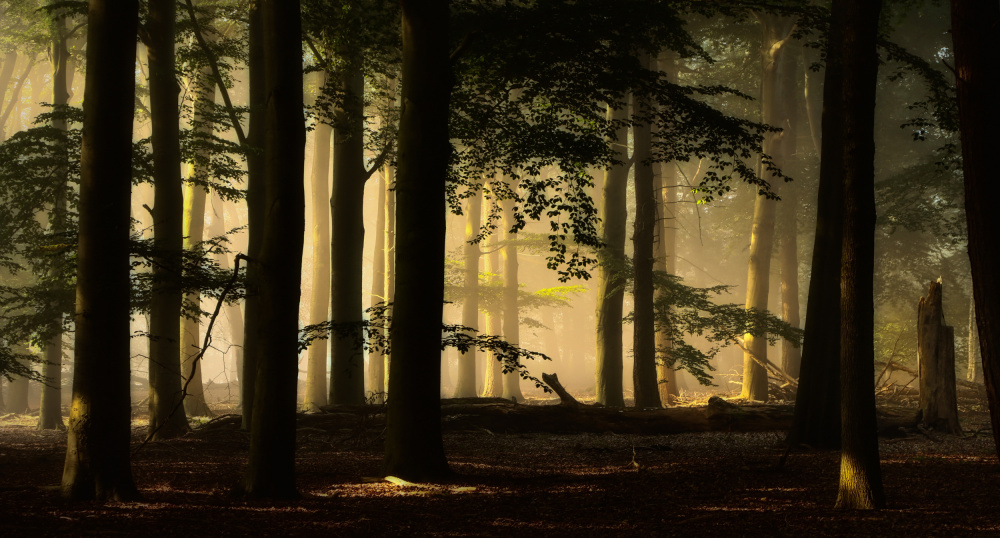 backlight von Hilda van der Lee