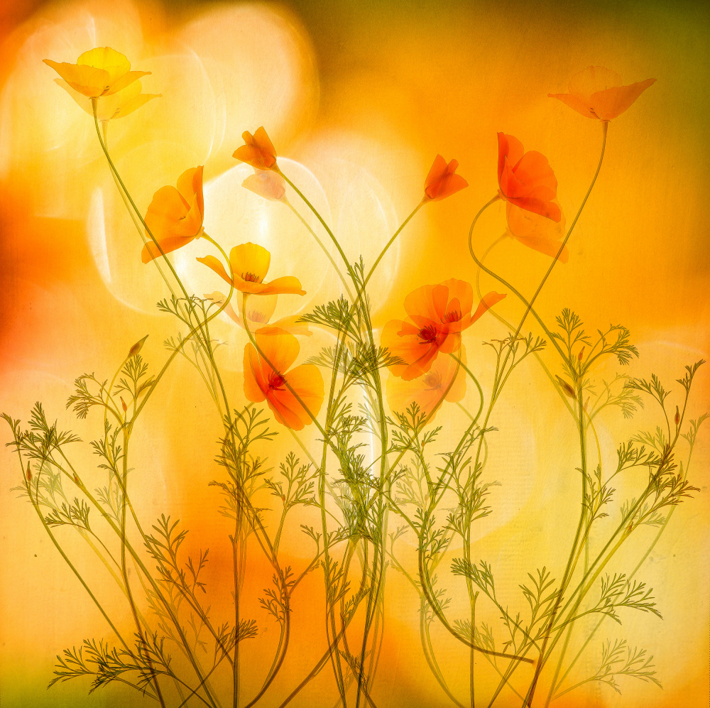 in motion von Hilda van der Lee