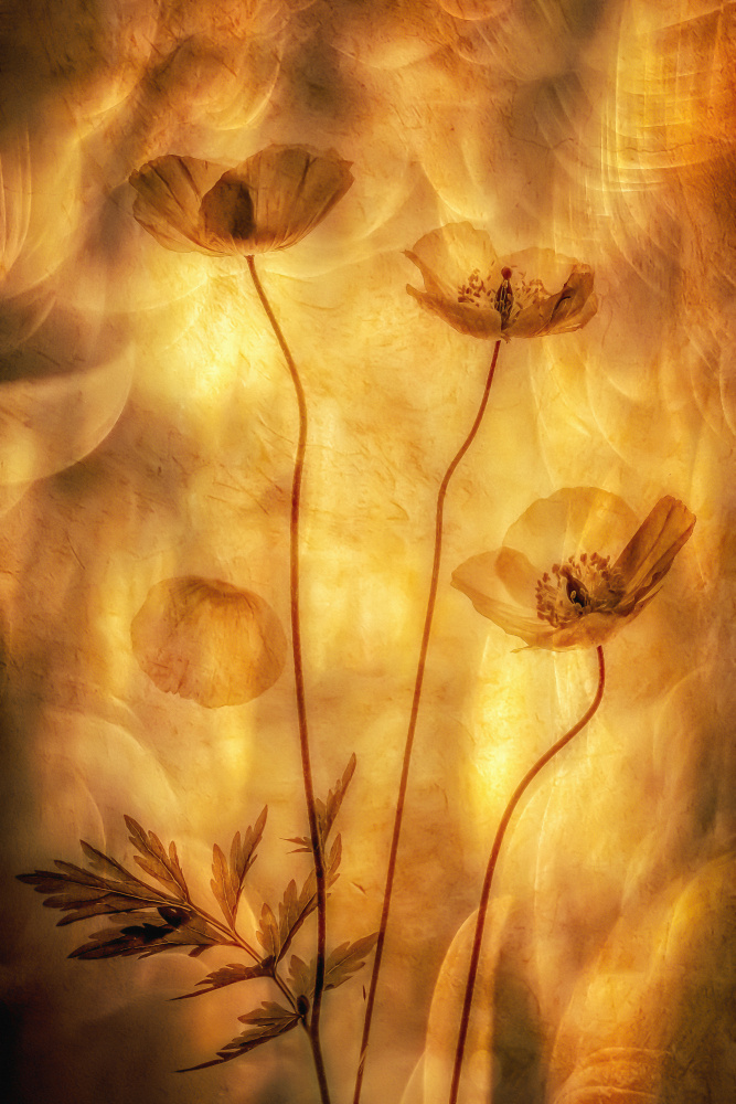 Poppies von Hilda van der Lee