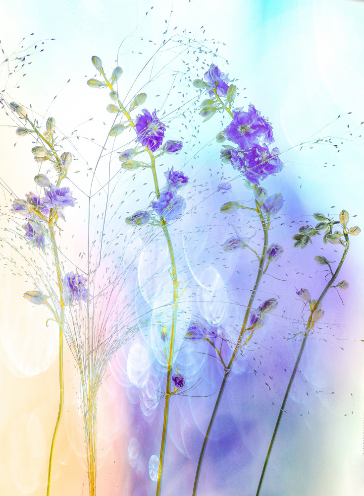 poetic pastel von Hilda van der Lee