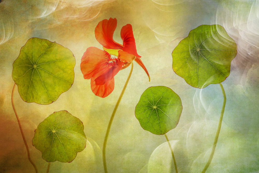 surrounded von Hilda van der Lee