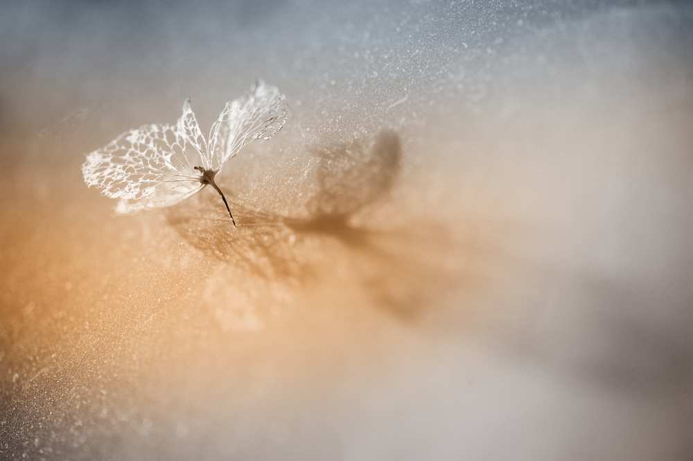 Just One von Hilde Ghesquiere