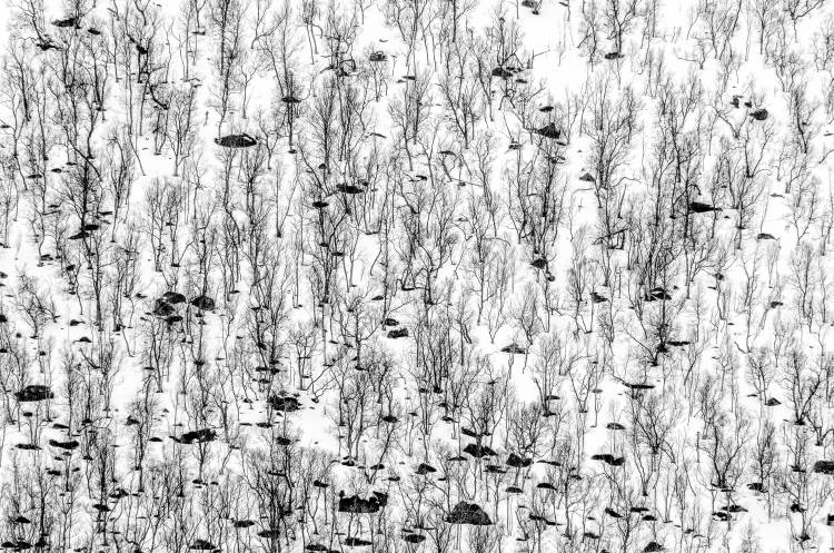 Little Trees von Hilde Ghesquiere