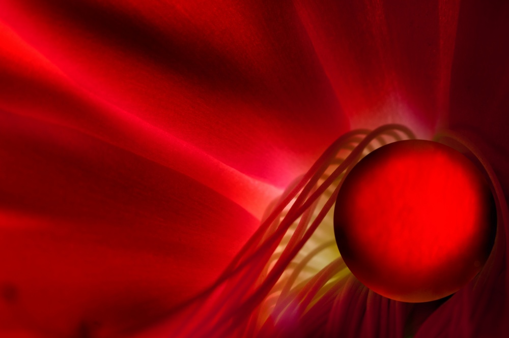 Red von Hilde Ghesquiere