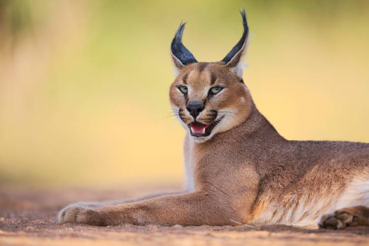 Caracal von Hillebrand Breuker