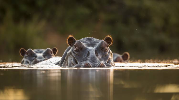 Sunset Pool von Hillebrand Breuker