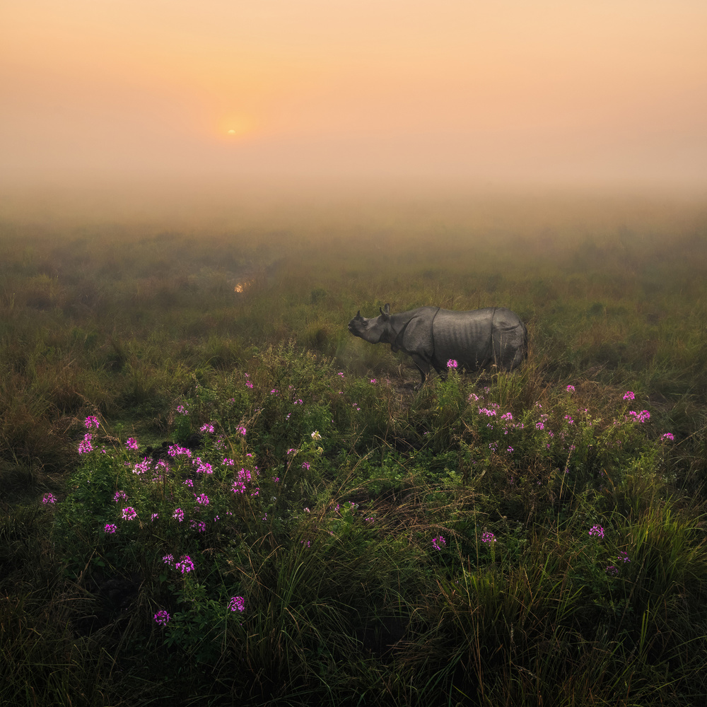 Indian One Horned Rhino von Himadri Bhuyan