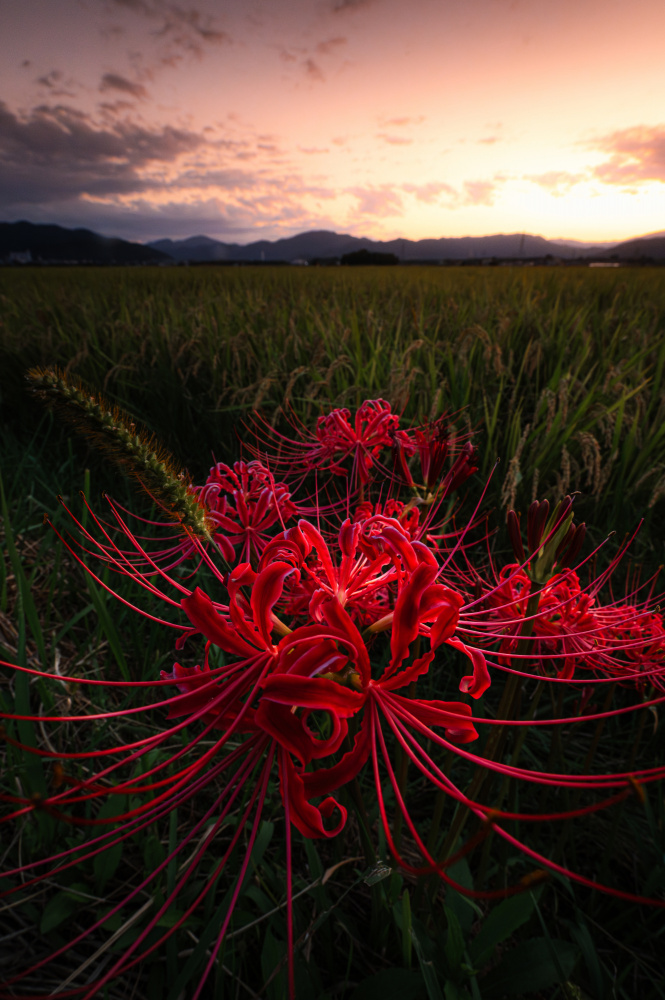 Red Spider Lily von Hiroaki Ikeshita