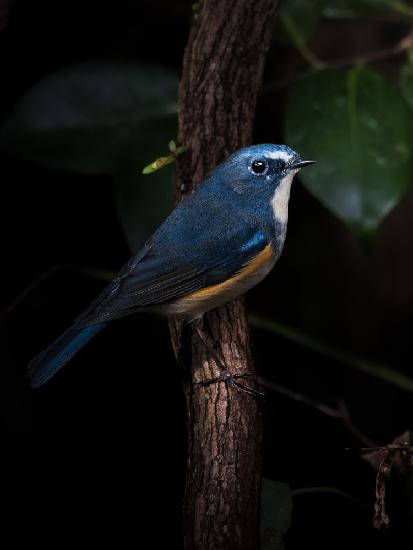 Blue Bird of Happiness