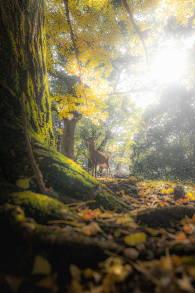 A fawn in the autumn forest von まちゅばら/Hiroki Matsubara