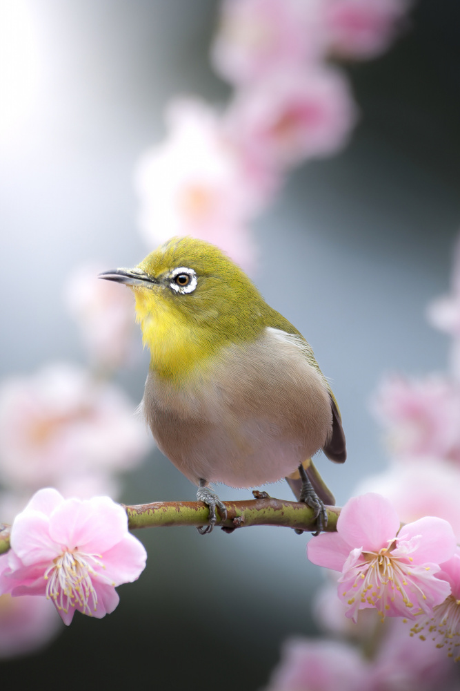 Singing in a plum blossom frame von まちゅばら/Hiroki Matsubara