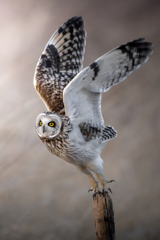 To the sky von まちゅばら/Hiroki Matsubara