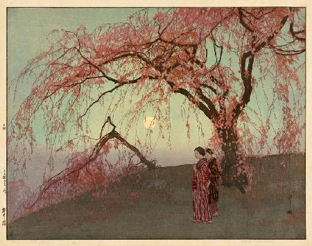 Kumoi Cherry Trees (Kumoi sakura)