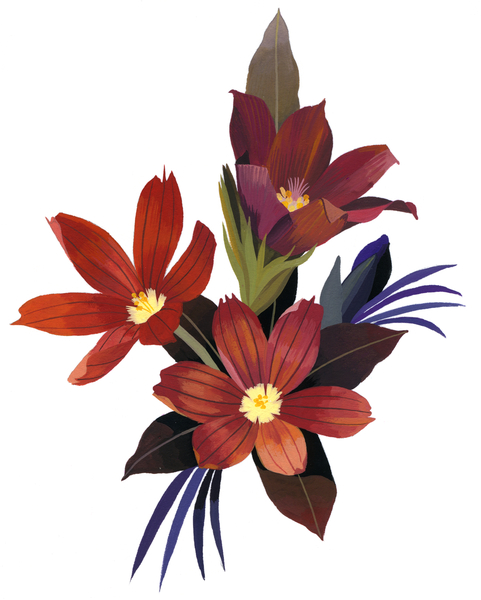 Arranged Sisyrinchium rosulatum von Hiroyuki Izutsu