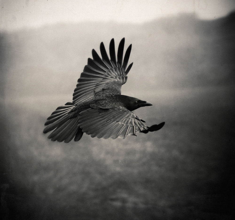 the Crow von Holger Droste