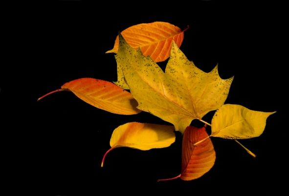 Fallendes Herbstlaub von Holger Schmidt