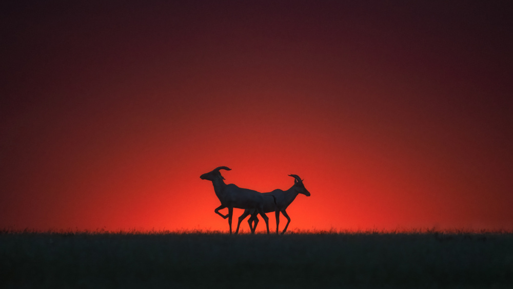 Topi in the Sunset von Hong Chen