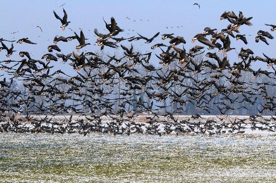 Wildgänse von Horst Ossinger