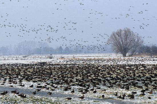 Wildgänse von Horst Ossinger