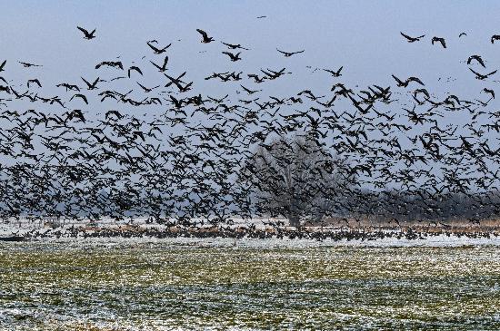 Wildgänse von Horst Ossinger