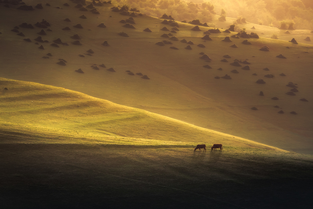 Morning von Hosein Babaei