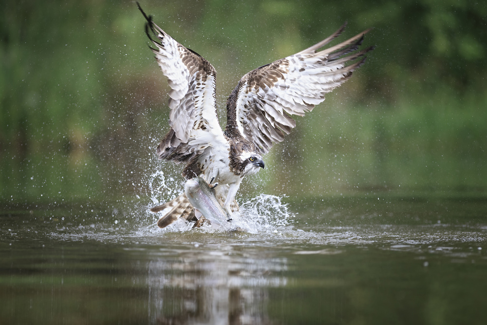 Caught you von Howard Ashton-Jones