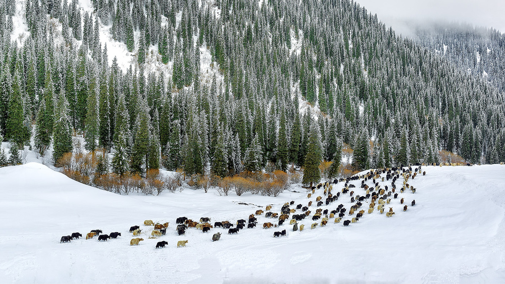 Spring Snow von Hua Zhu