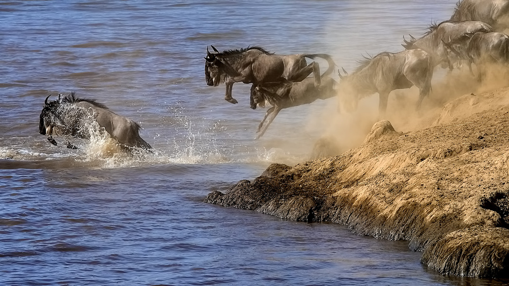 Great Migration von Hua Zhu