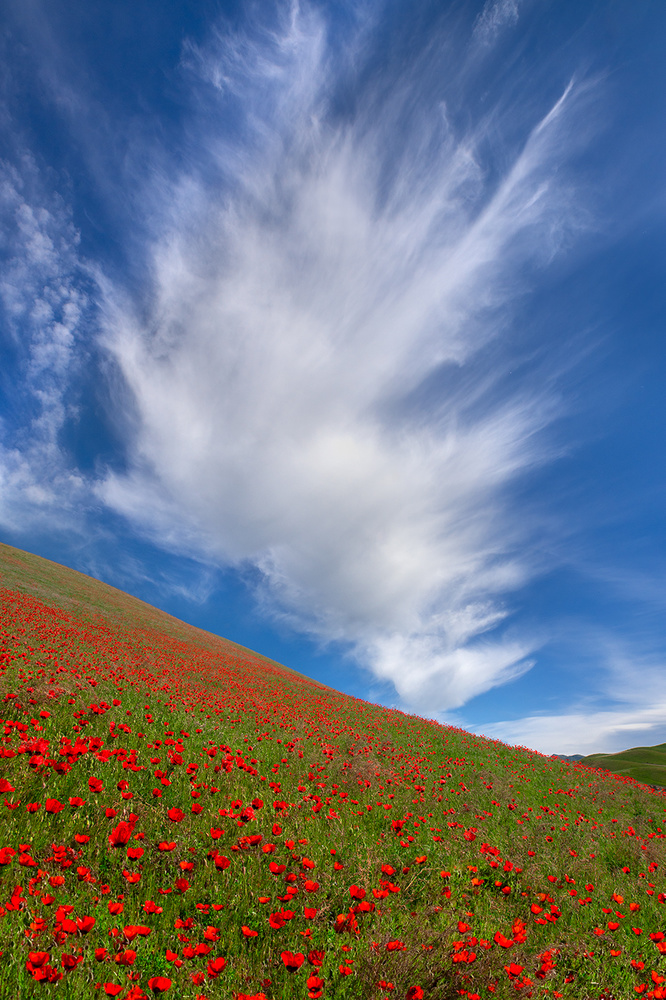 Red Poppies in Tianshan von Hua Zhu