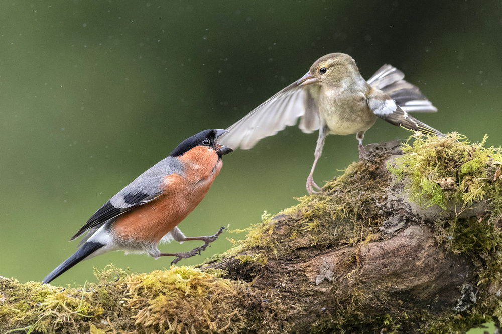 Angry Bullfinch von Hugh Wilkinson