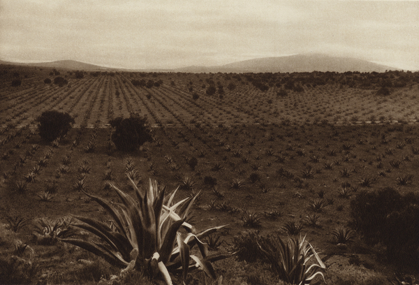 Mexico: Campo de agavas en los alrededores de Ometusco von Hugo Brehme