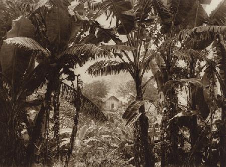 Mexico: Atoyac, Bananos