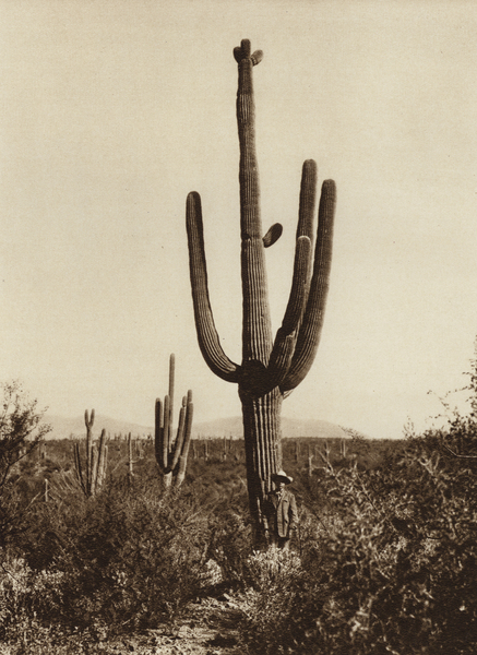 Mexico: Cereus giganteus en los alrededores de Magdalena, Estado Sonora von Hugo Brehme