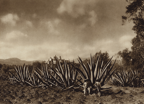 Mexico: Los alrededores de Tepepam con campo de agaves von Hugo Brehme