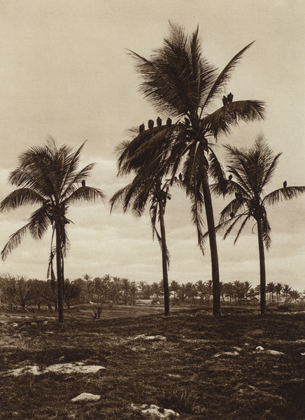 Mexico: Los alrededores de Vera Cruz, Buitres von Hugo Brehme