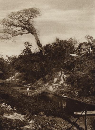 Mexico: Panorama de rio con arbol Ceiba, Estado Vera Cruz