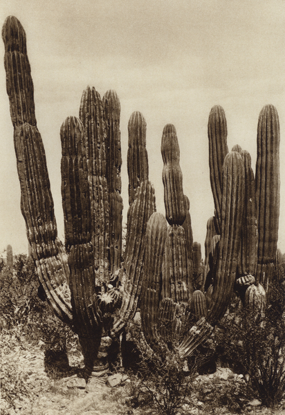 Mexico: Guaymas, Cereus Pringlei, Estado Sonora von Hugo Brehme